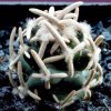 Pediocactus_peeblesianus_2